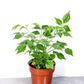 China Doll live Plant in a 3 Inch Pot