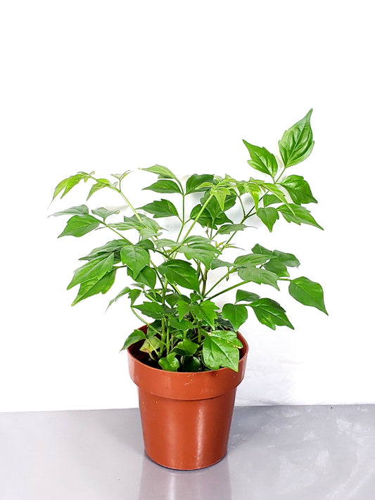 China Doll live Plant in a 3 Inch Pot