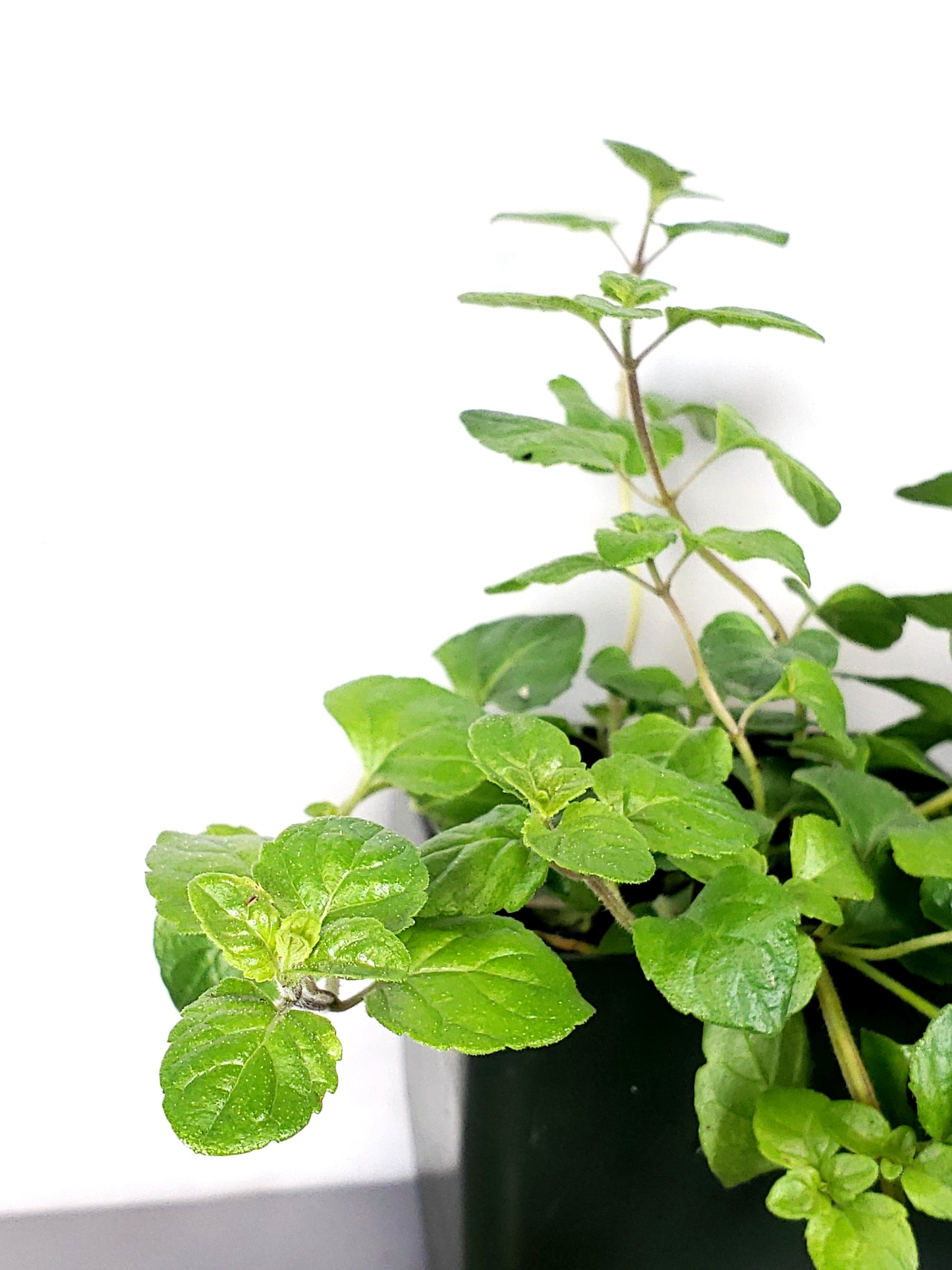 yerba buena Live Plant in a 3in pot