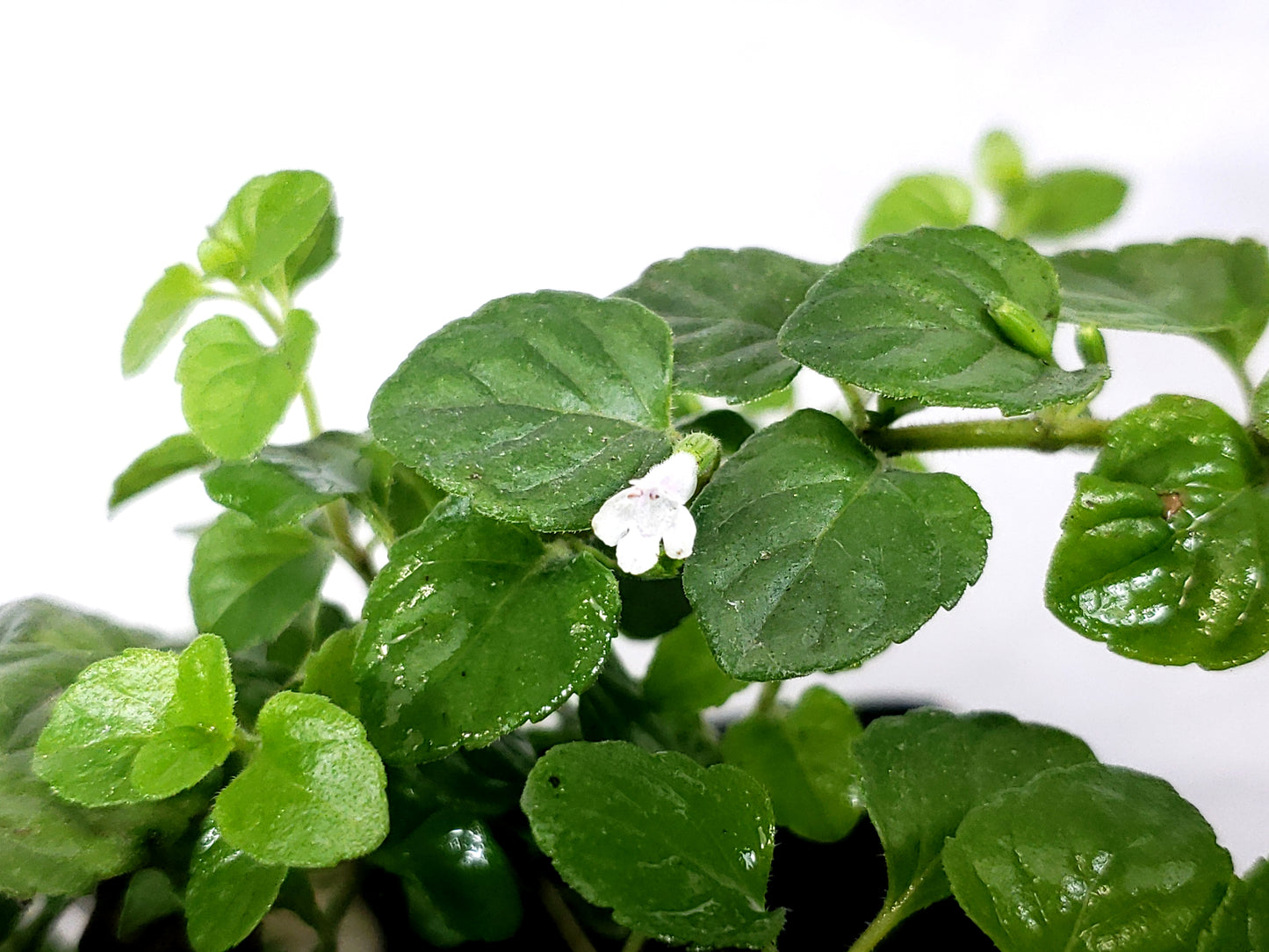 yerba buena Live Plant in a 3in pot