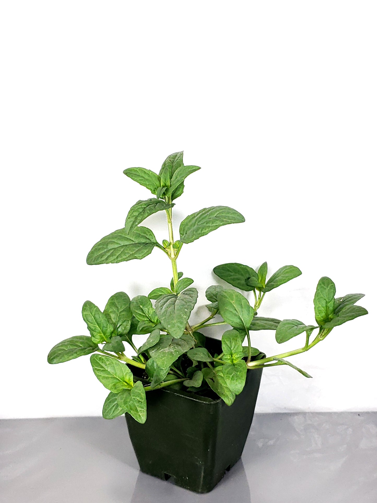 Self-Heal Live Plant, in a 3in pot