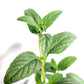 Self-Heal Live Plant, in a 3in pot