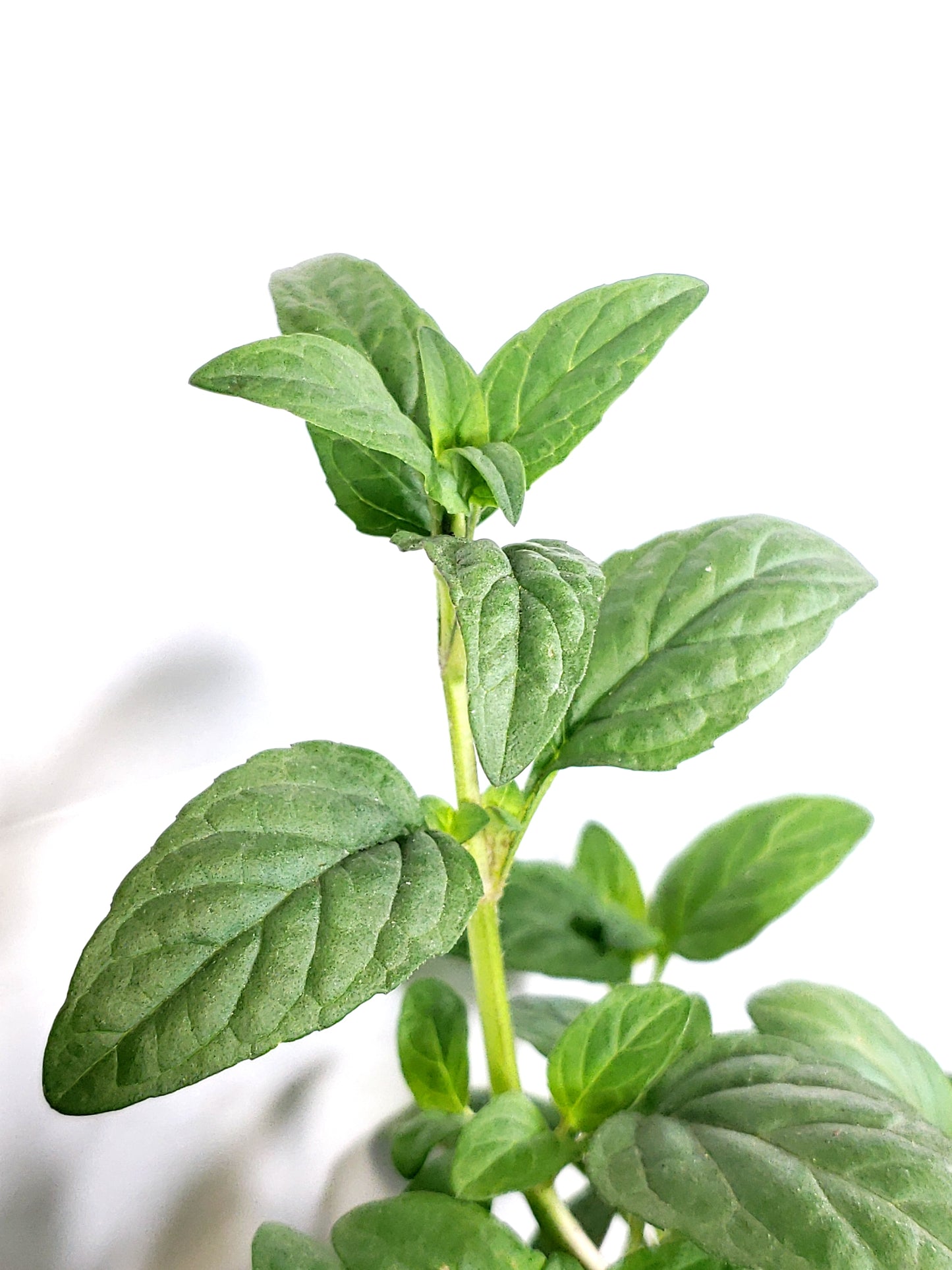 Self-Heal Live Plant, in a 3in pot