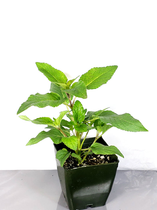 pineapple sage plant in a 3in pot