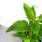 pineapple sage plant in a 3in pot