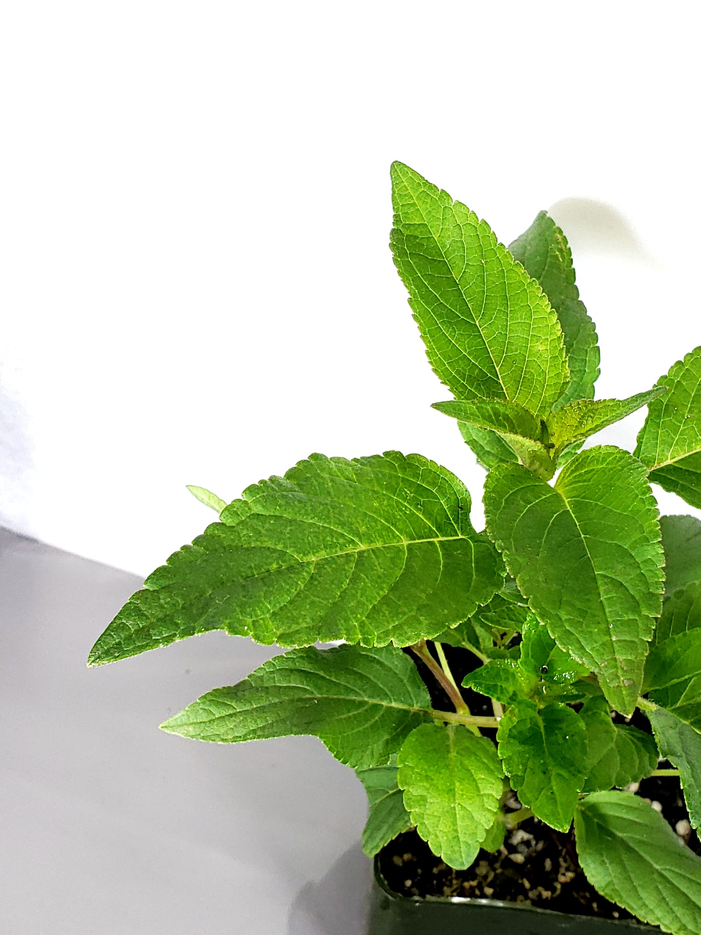 pineapple sage plant in a 3in pot