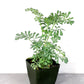 Rue Live Plant, Ruda plant