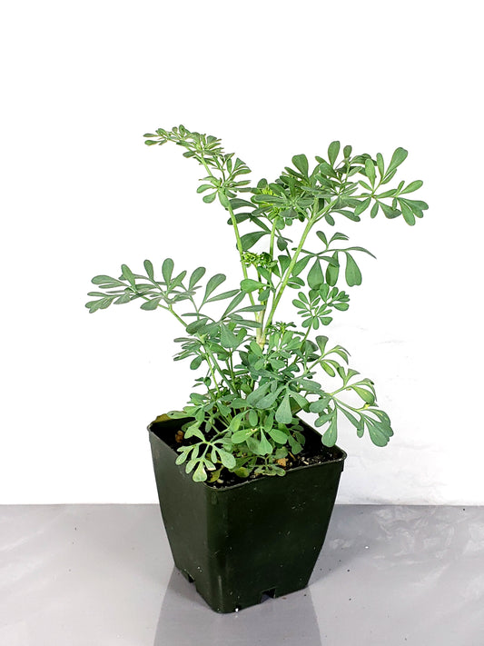 Rue Live Plant, Ruda plant