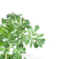 Rue Live Plant, Ruda plant