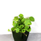 Gotu kola live plant in a 3 in pot