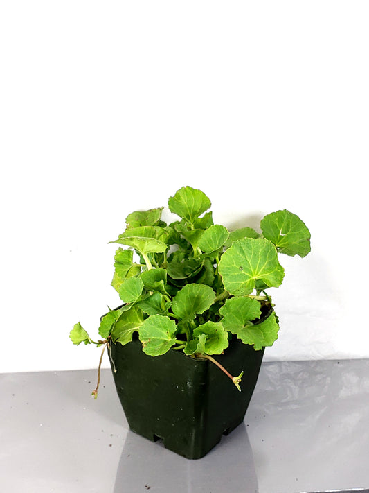 Gotu kola live plant in a 3 in pot