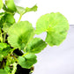 Gotu kola live plant in a 3 in pot