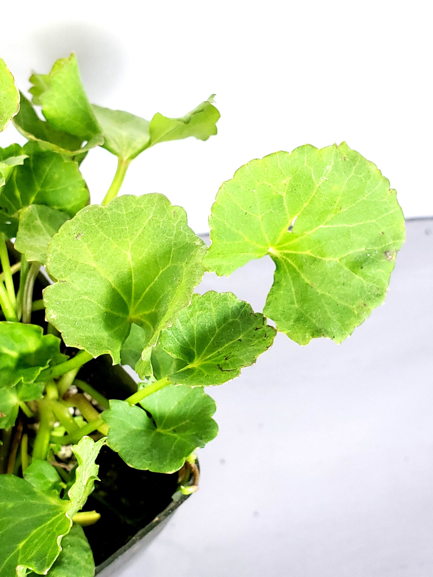 Gotu kola live plant in a 3 in pot