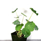 Nasturtium live plant in a 3in pot