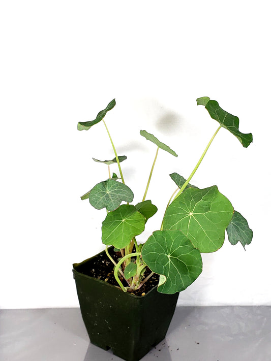 Nasturtium live plant in a 3in pot