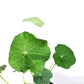 Nasturtium live plant in a 3in pot