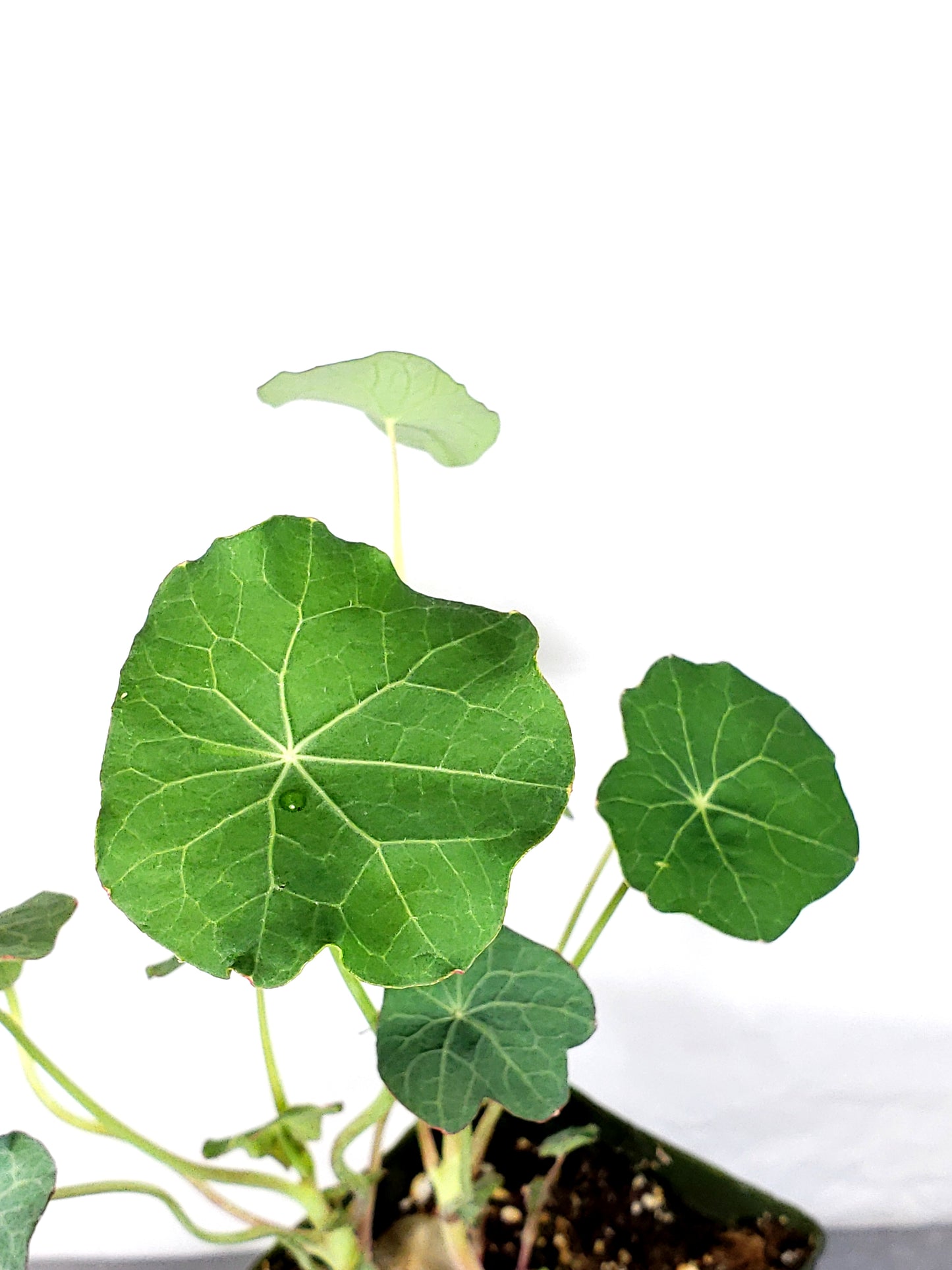 Nasturtium live plant in a 3in pot