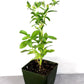 stevia Live Plant in a 3in pot