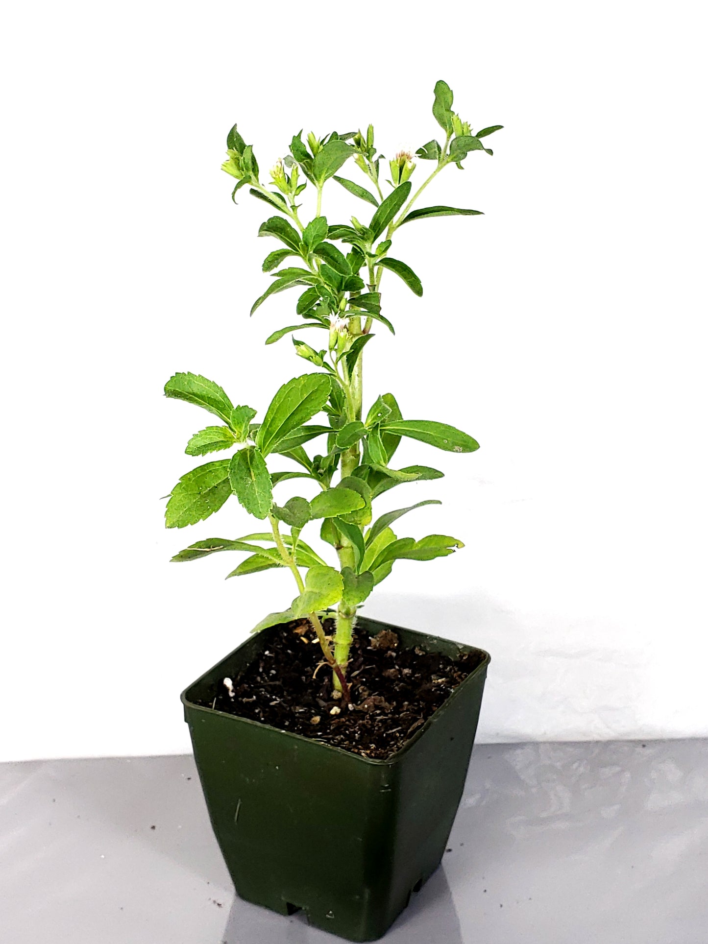 stevia Live Plant in a 3in pot