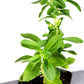 stevia Live Plant in a 3in pot