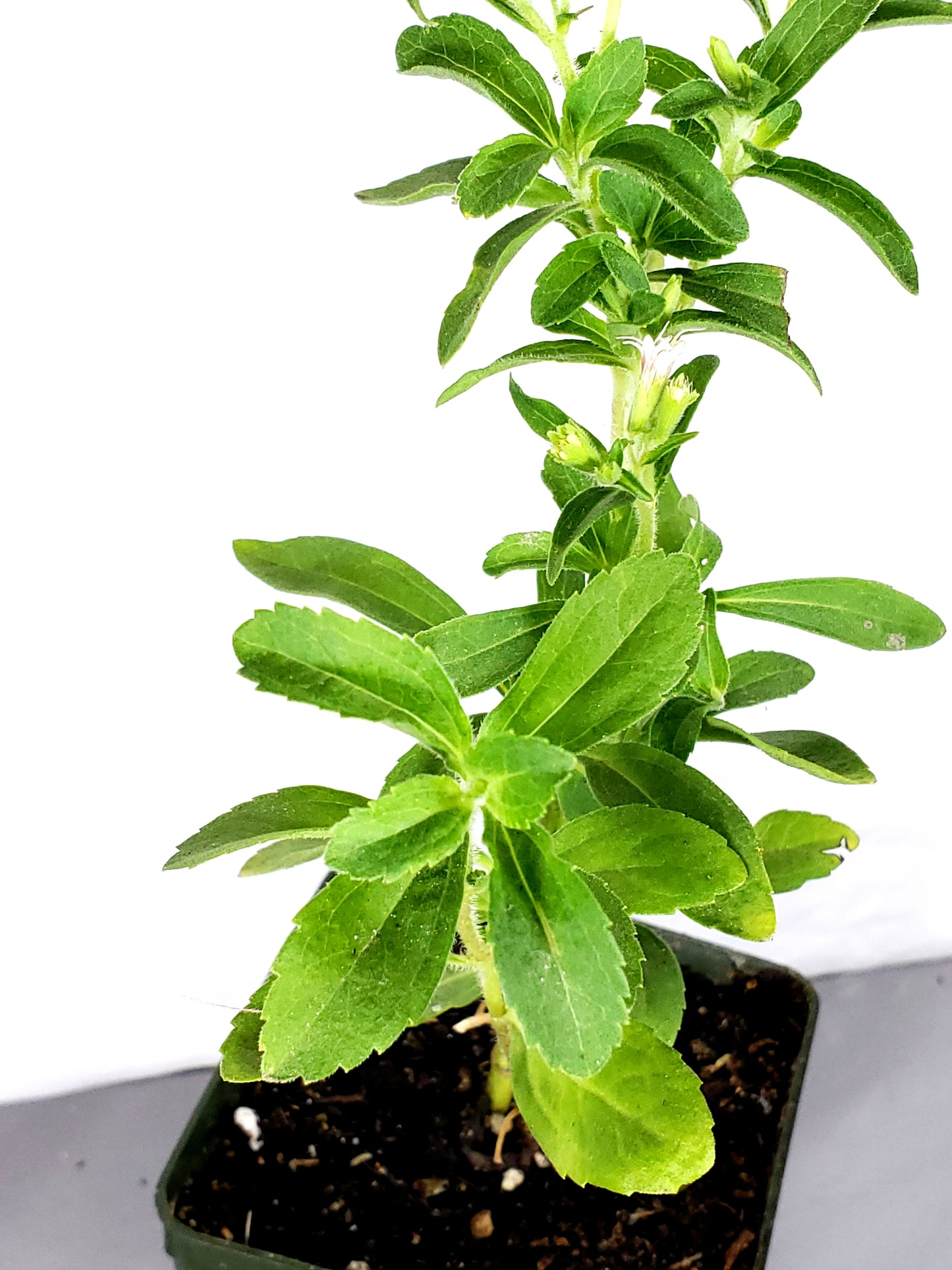 stevia Live Plant in a 3in pot