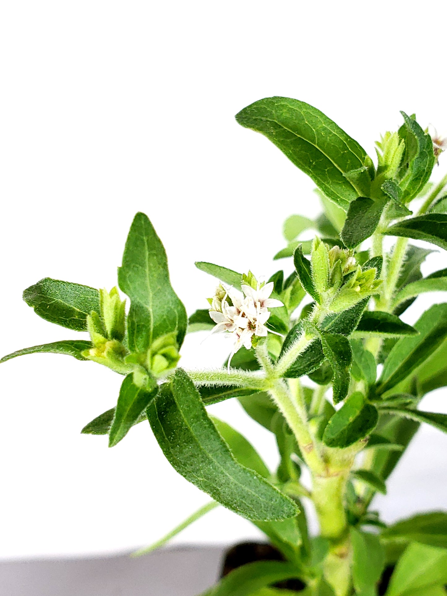 stevia Live Plant in a 3in pot