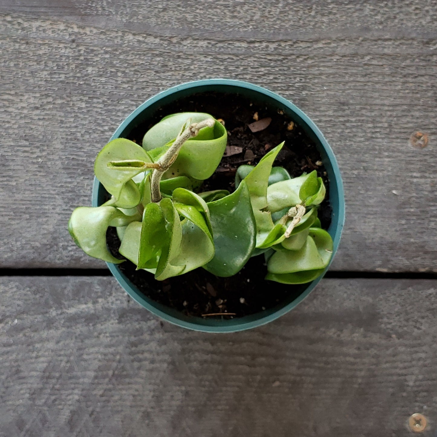 Hindu Rope Wax Plant in a 4" pot