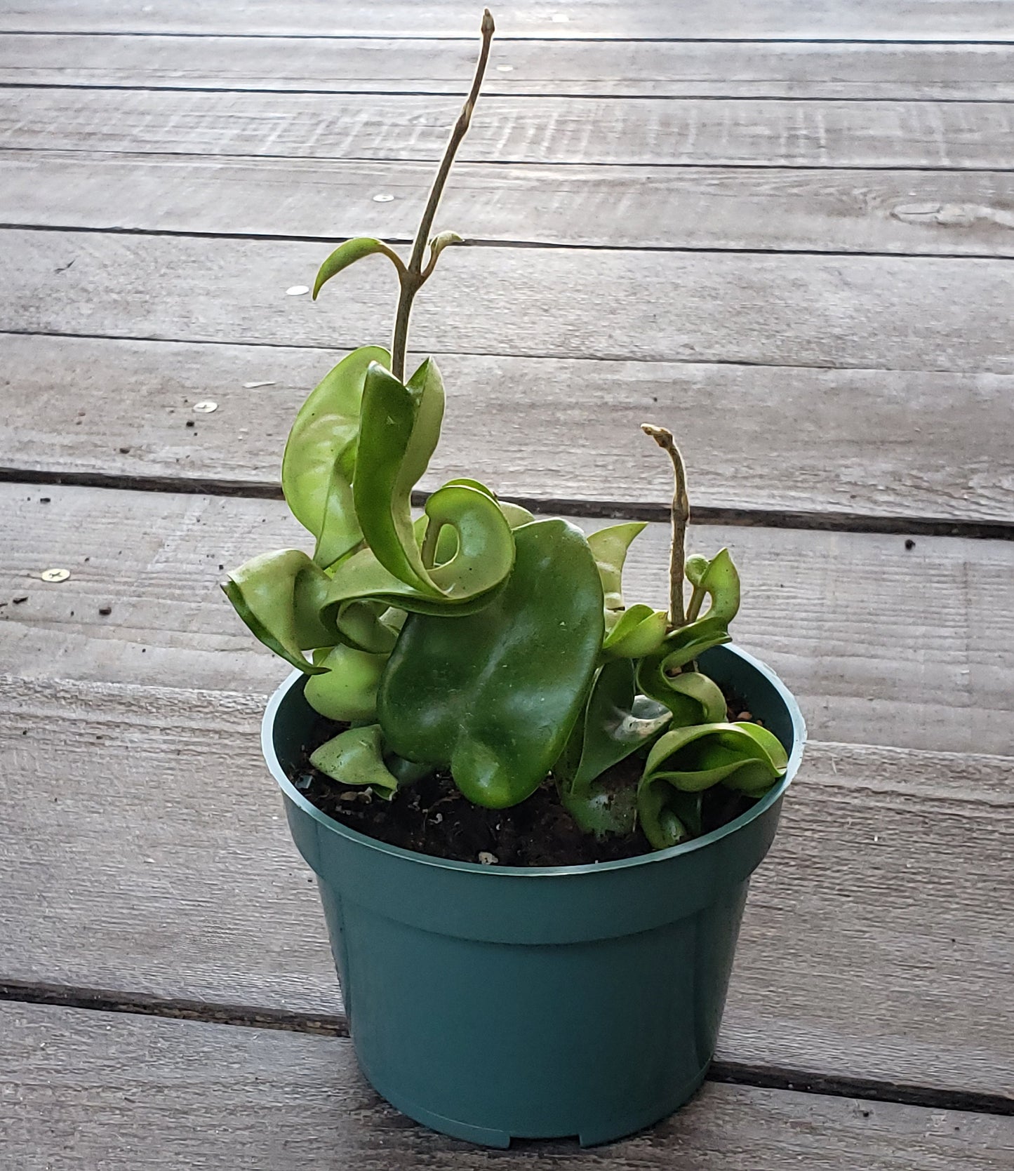 Hindu Rope Wax Plant in a 4" pot