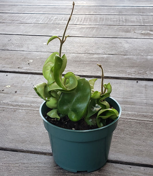 Hindu Rope Wax Plant in a 4" pot