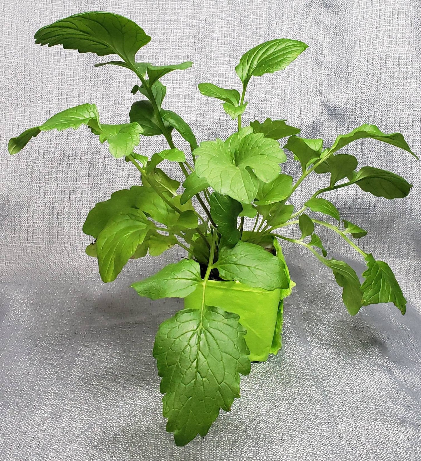 Valeriana officinalis Live Plant in a 3in pot