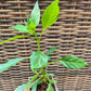 Thai Gong Bao Pepper Plant