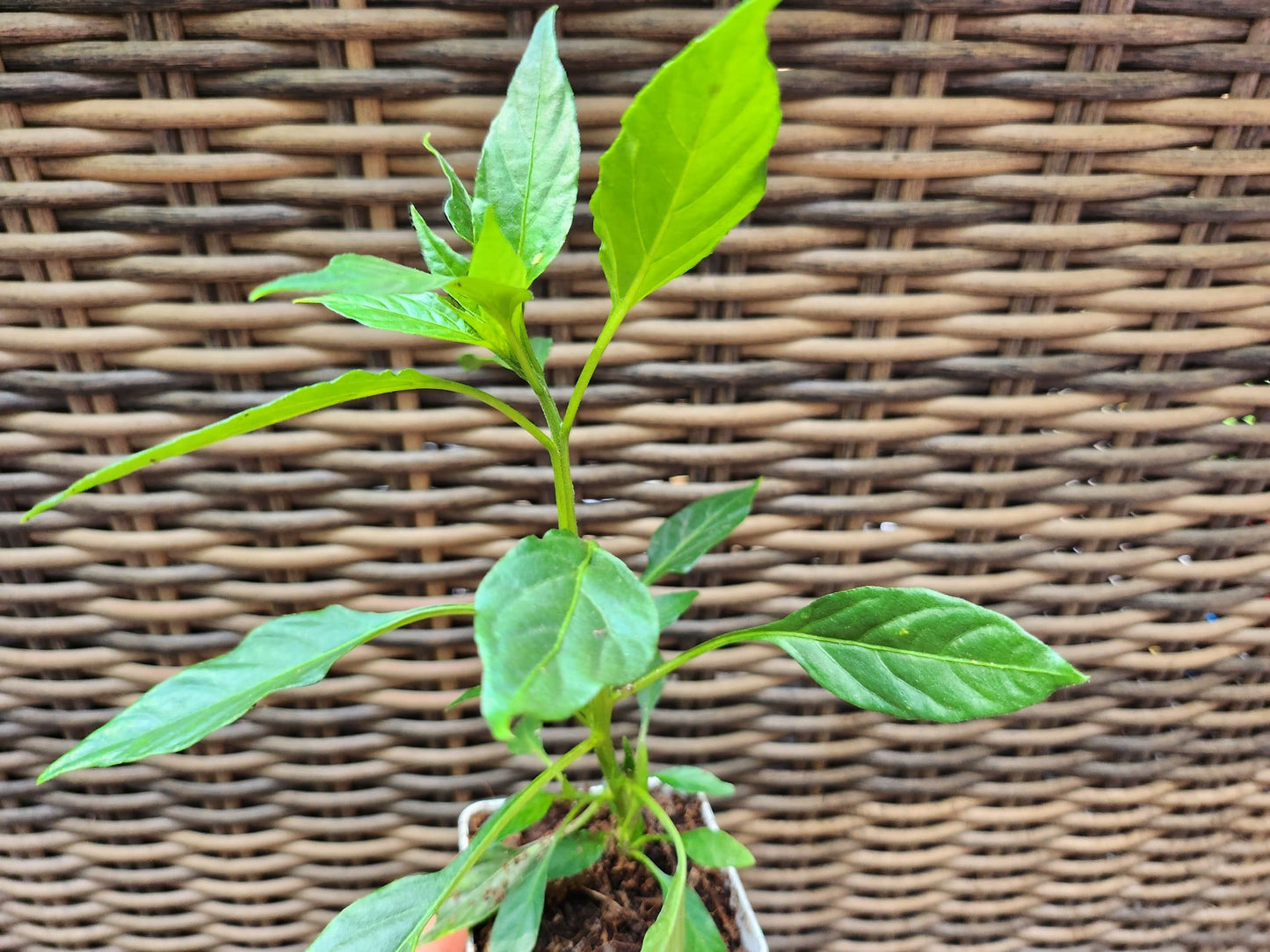 Thai Gong Bao Pepper Plant