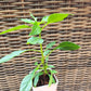 Thai Gong Bao Pepper Plant