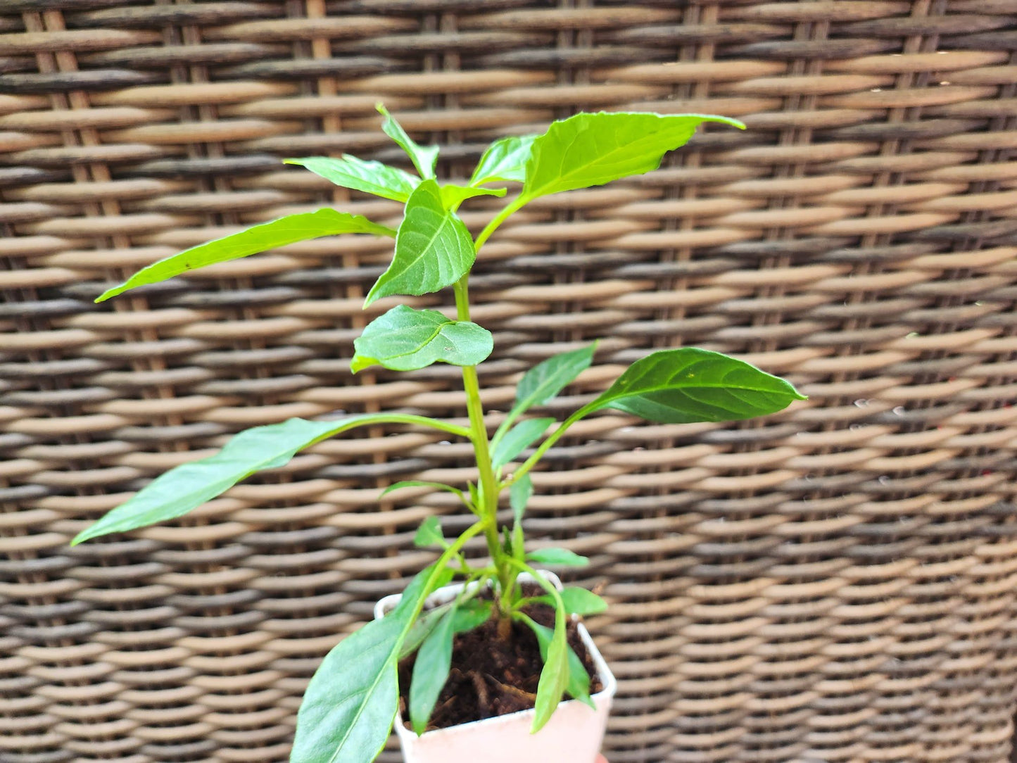 Thai Gong Bao Pepper Plant