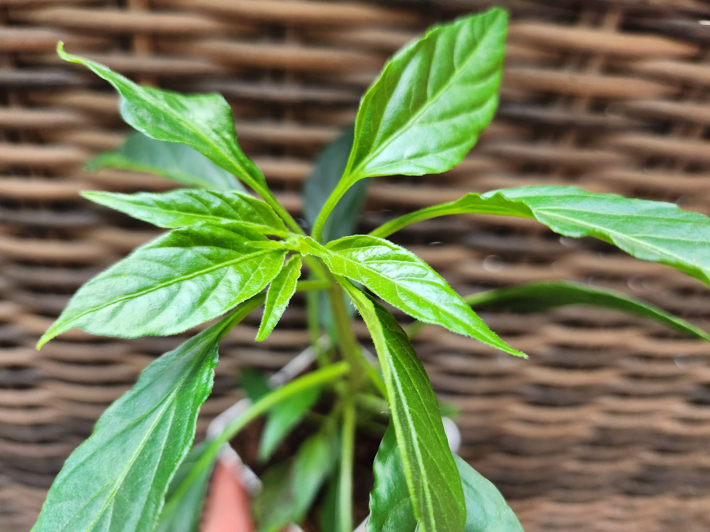 Thai Gong Bao Pepper Plant