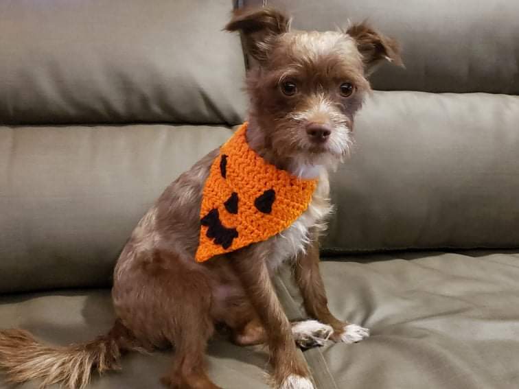 Dog pumpkin bandana