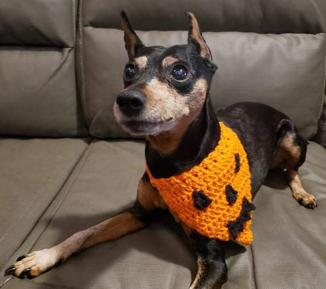 Dog pumpkin bandana